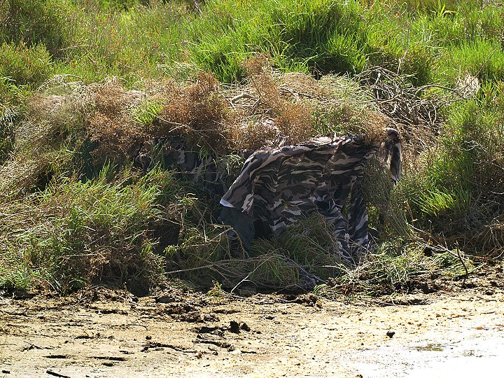 Ballerina gialla, cutrettola?